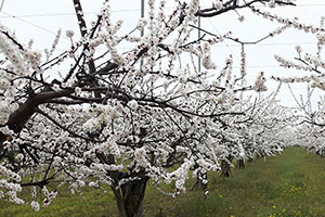 Albicocche in fiore